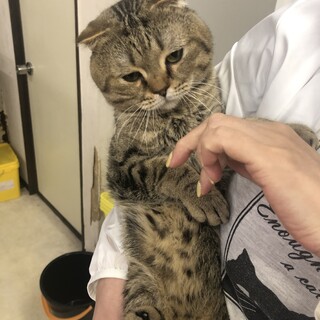 スコティッシュフォールド