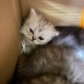 子猫　チンチラシルバーmix