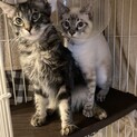長毛・洋猫ミックス　イケメン兄弟