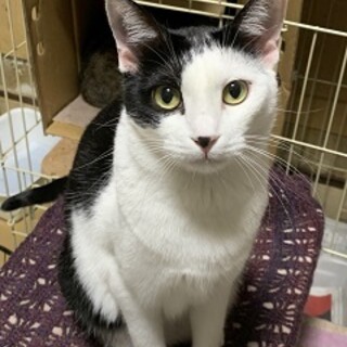 2歳2ヶ月　白黒猫　お転婆娘　塩ちゃん