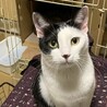 2歳2ヶ月　白黒猫　お転婆娘　塩ちゃん サムネイル2