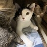 2歳2ヶ月　白黒猫　お転婆娘　塩ちゃん サムネイル3