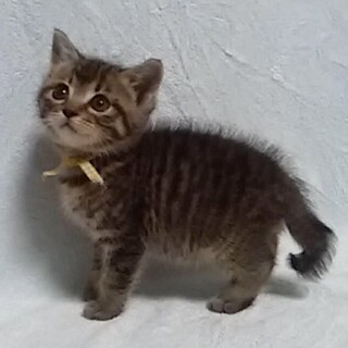 募集一時停止　キジトラ男子❤️こうき