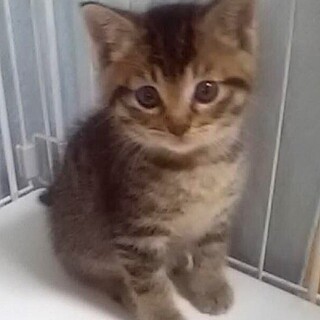 募集一時停止キジトラ男子❤️いつき