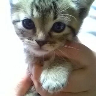 募集一時停止キジトラ男子❤️げんき