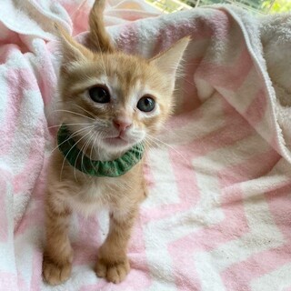 特定非営利活動法人 動物愛護団体 ワンハート大阪が投稿した里親募集 ペットのおうち 月間利用者150万人
