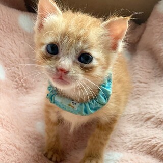 特定非営利活動法人 動物愛護団体 ワンハート大阪が投稿した里親募集 ペットのおうち 月間利用者150万人