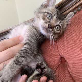 里親さま決まりました☆