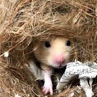 ナルト