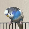 ツヨシ君