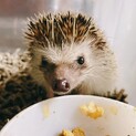 ハリネズミ里親募集、