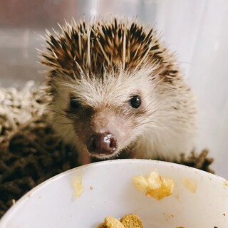 ハリネズミ里親募集、