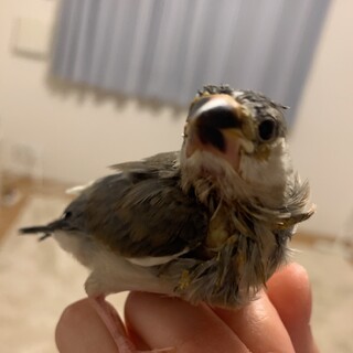 生後2.3週間程の桜文鳥の雛