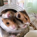 ゴールデンハムスター里親募集中