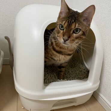 あ！今取り込み中ですが、急用ですか？？