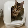 あ！今取り込み中ですが、急用ですか？？