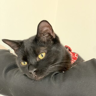 営業部長ジジさん