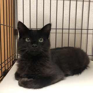ありがとうございました★毛長の　黒猫君