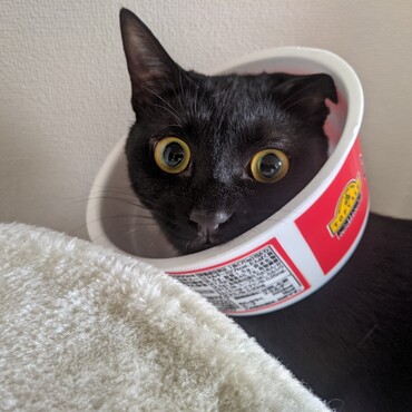 エリザベスカラー