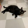 黒ちゃん（№3　ポッド） サムネイル2