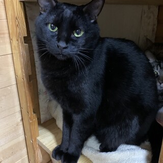 美しさ太鼓判　黒猫の葉月( はづき)