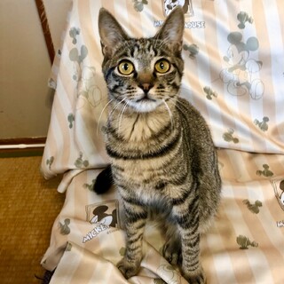 超甘えん坊★つくも君