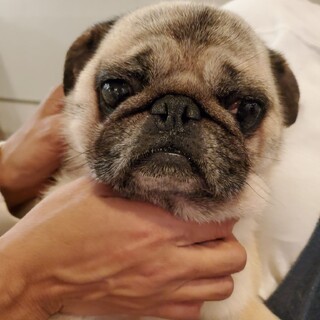 保護っこパグ♪パコ君♪里親絶賛募集中！