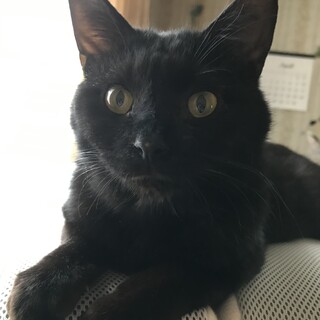 抱っこが大好き！お利口穏やか。可愛い大人猫ちゃん