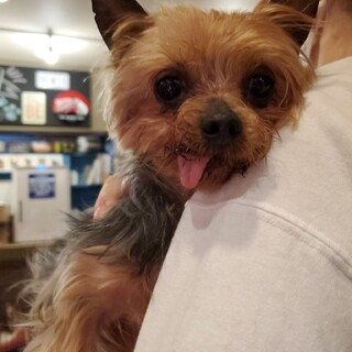 保護っこヨーキー♪ようすけ♪里親絶賛募集中！