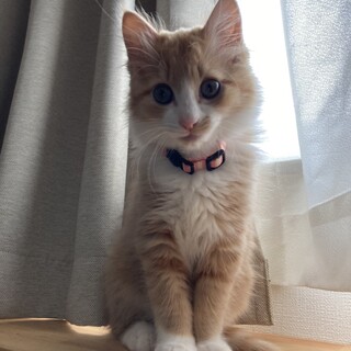 美人茶白三姉妹の綸ちゃん