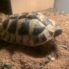 【ヘルマンリクガメ】里親さま募集しております！ サムネイル3