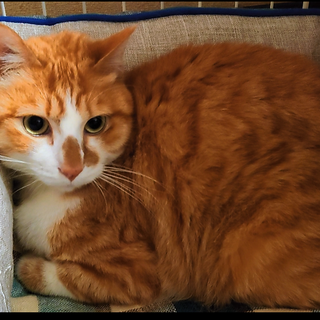 相談中募集停止★もっふり泰士（ヤス）★茶白ボーイ