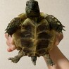 【ヘルマンリクガメ】里親さま募集しております！ サムネイル4