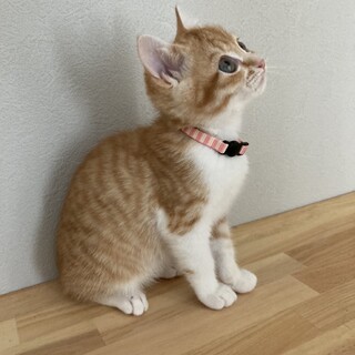 美人茶白三姉妹の紗ちゃん