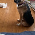 シェパード風の綺麗な男の子のお家を探しています