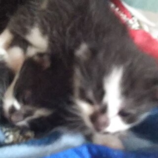 毒殺寸前に救出❗️猫一歳と産まれた仔猫５匹