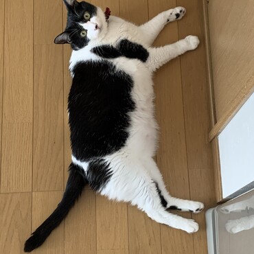 太った