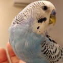 人懐っこいセキセイインコ(3歳)