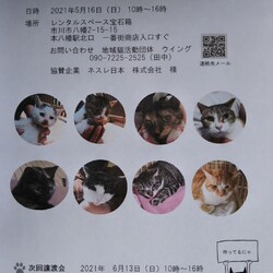 「5/16 市川市地域猫活動団体ウイング譲渡会開催」サムネイル1