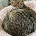 人馴れしている保護猫ちゃん