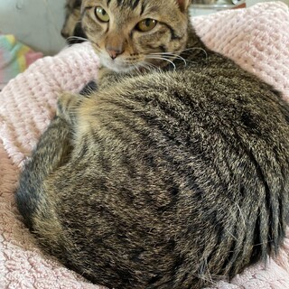 人馴れしている保護猫ちゃん