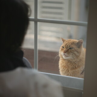 野良猫の男の子の里親さんを探しています。
