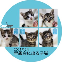 子猫祭りだよ～　とだニャン保護猫里親会 サムネイル2