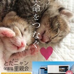 子猫祭りだよ～　とだニャン保護猫里親会