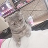 みみｎ