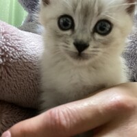 しらす