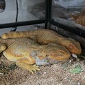 フトアゴヒゲトカゲ  ハイポレッド♂ 2匹