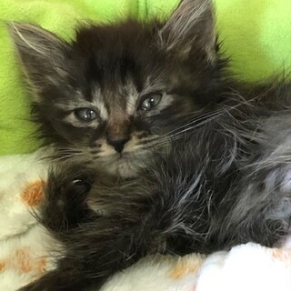 ちょっとビビりなイケメン　ラディッシュ君