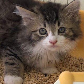 ふあふあ長毛の美猫　ジュリエットちゃん