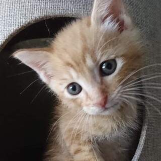 元気いっぱいのわんぱくこぞう　スナップ君